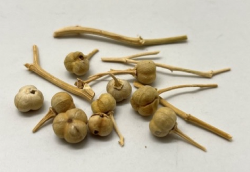 Getrocknete Früchte von Peganum harmala, die bereits vor 2700 Jahren für ihre therapeutische und psychoaktive Wirkung genutzt wurden.